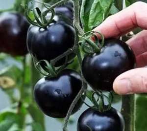 黑番茄几月种植好(黑番茄4个月采收，市场卖20一斤，一亩赚9万，农村大叔为何亏了？)