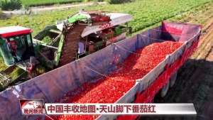 新疆番茄种植面积(中国丰收地图｜天山脚下番茄红)