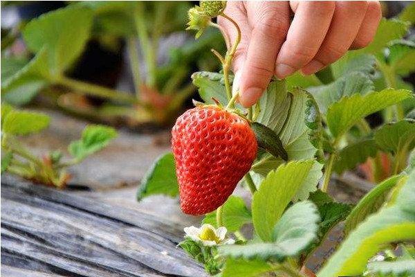大棚草莓高产栽培管理措施（重庆地区种植方案）