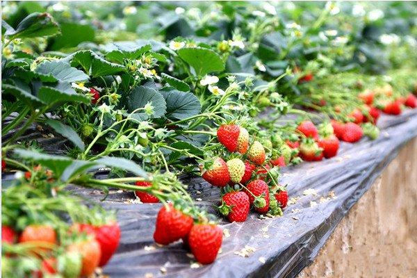 大棚草莓高产栽培管理措施（重庆地区种植方案）
