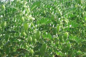 鹰嘴豆的种植范围(鹰嘴豆种植技术和田间管理)