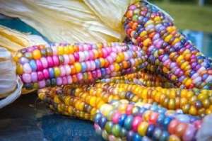 彩色玉米种植(你知道彩色玉米是怎么生长出来的吗？)