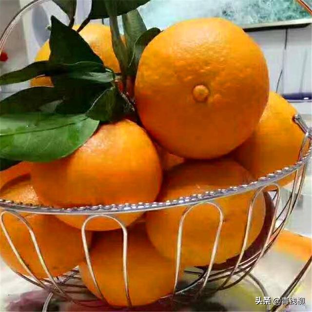浙江台州红美人柑橘优质栽培技术