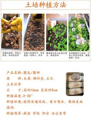 磨菇种植技术视频(蘑菇种植在菜盆里和小青菜一起生长的过程)