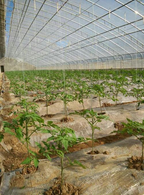 寿光小姐姐教种菜，西红柿“卧倒”产量高，每亩多挣五千多