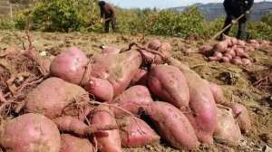红薯种植底肥用什么(红薯施什么底肥结薯又多又大？很多人以为化肥好，其实用错了)