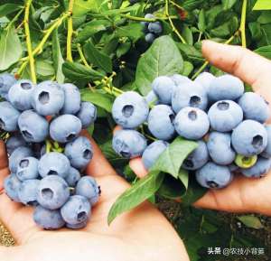 蓝莓适合什么环境种植(种植健壮高产蓝莓，怎样选苗、选地、改土、调酸？怎样科学定植？)