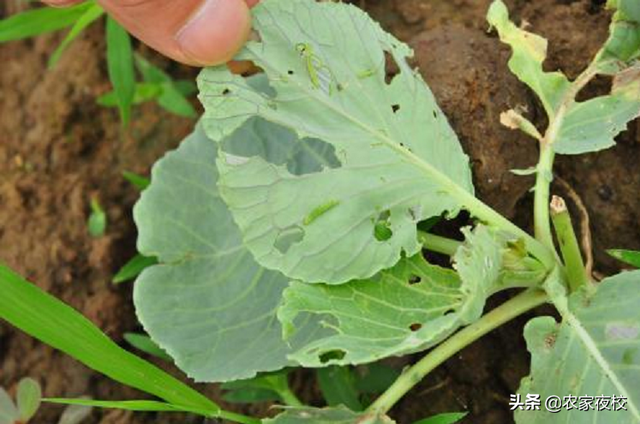 种包头菜缠不住大青虫，用上两个土办法，一季不生虫，嫩绿还高产