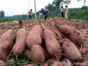 夏红薯什么时候种植(六月还能栽种红薯吗？红薯最佳种植季节是什么时候？)