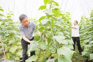 重庆夏天种植蔬菜(重庆地区“燕青”黄瓜反季节栽培技术要点)