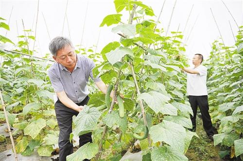 重庆地区“燕青”黄瓜反季节栽培技术要点