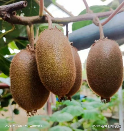 翠香猕猴桃在洛阳的引种表现与关键栽培技术