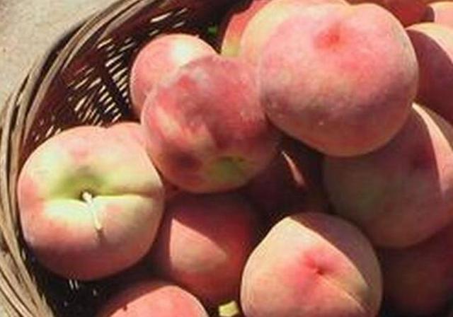 关于盆栽桃树的栽培，学会了种子繁殖，让桃子产量更高