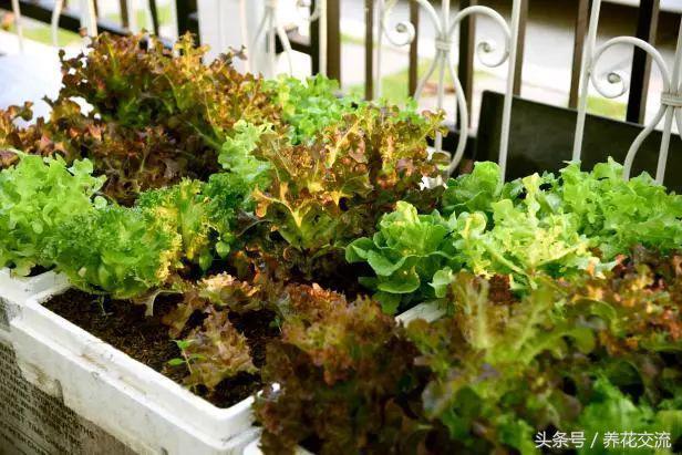 在阳台上不断有蔬菜采摘，可以用花盆种上这9种盆栽蔬菜