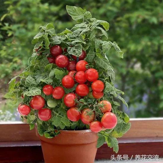 在家里就能轻松养活的15种盆栽蔬菜，种阳台上比花卉还好看