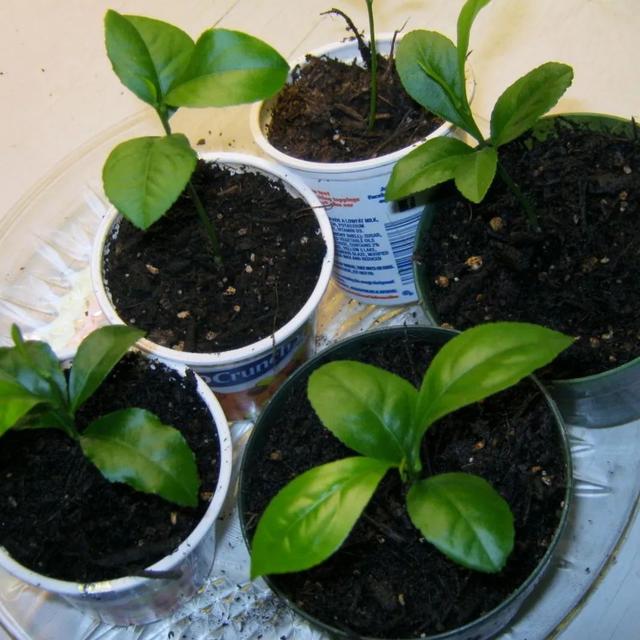 如何用种子培育柠檬盆栽，这些幼苗长大能开花结果么？