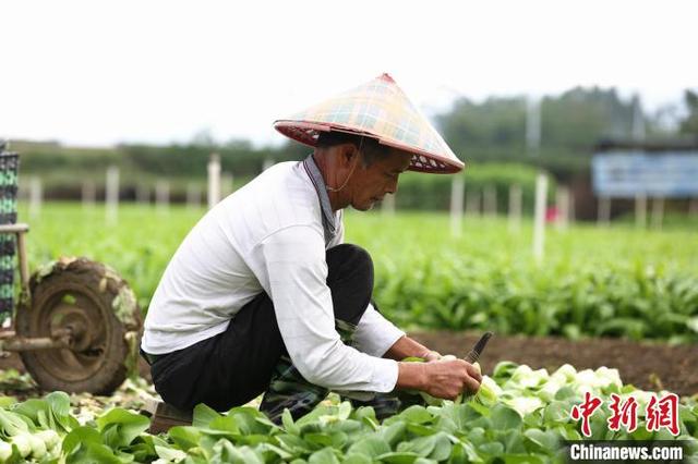 广西柳州万亩蔬菜丰收 菜农忙采摘