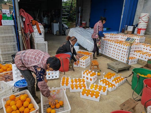 贵州金沙：发展种植柑橘产业助农增收