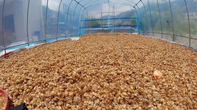 赫章县罗州镇：小小木瓜籽 做成大产业