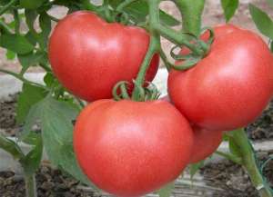 种植西红柿的土壤(番茄的栽培对土壤有什么要求？怎样才不会让果实腐烂呢？)