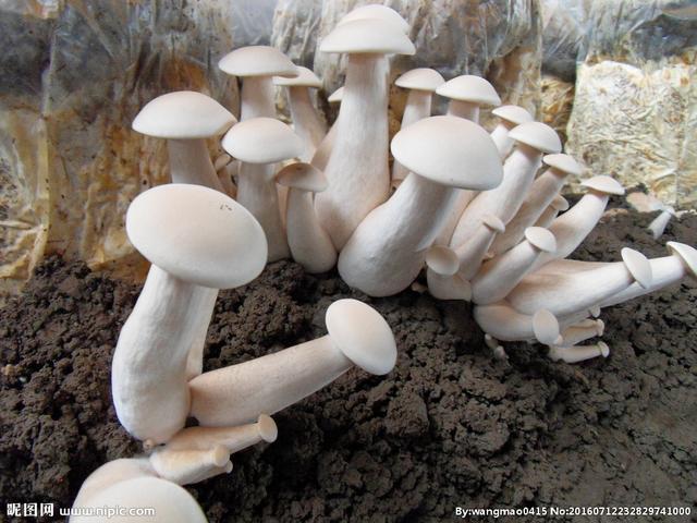 菌业“土博士”帮你整理了金福菇常用培养料配方！快来看看吧！