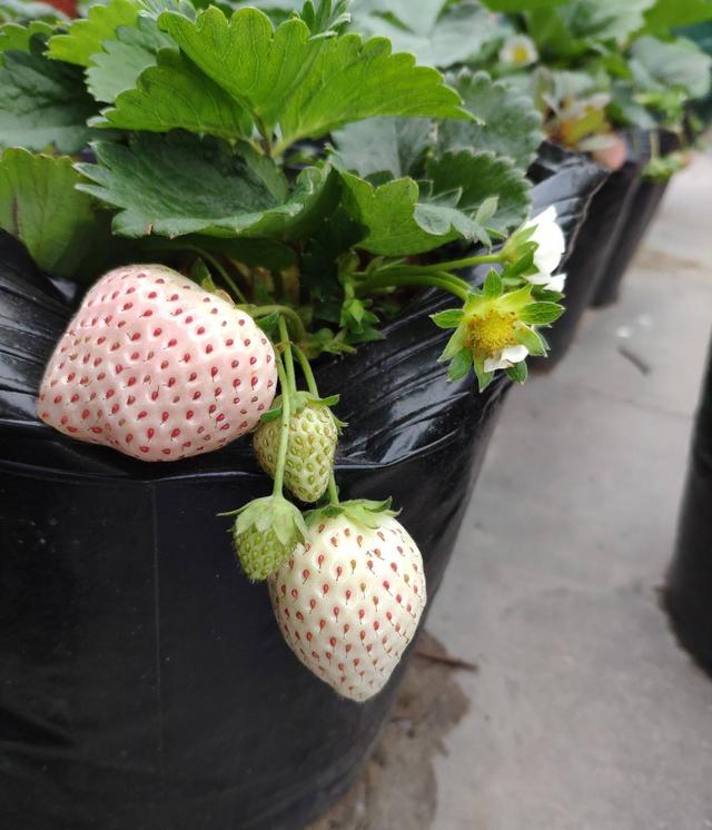 盆栽草莓怎么种？有“两点”很关键，成活率高挂果率高顺利吃到果
