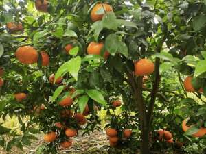 东方红桔种植(17种优质柑橘品种大盘点，看看它们各有什么优缺点？)
