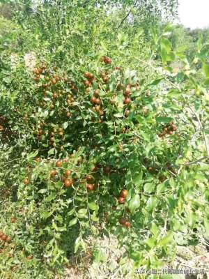 苦豆子 种植(新疆如何因地制宜发展酸枣仁和苦豆子产业？)