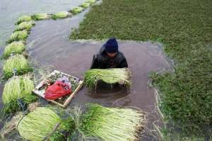 野生水芹菜种植(江苏水芹养殖新技术，每亩产值4万元种植过程中需要注意什么？)