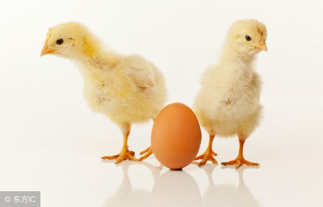 瓢鸡该如何饲养才能高效益？这五点不可忽视！