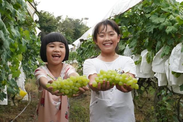 最是一年春好处丨广西：葡萄藤长出“富裕村”，毛竹山的葡萄别样甜