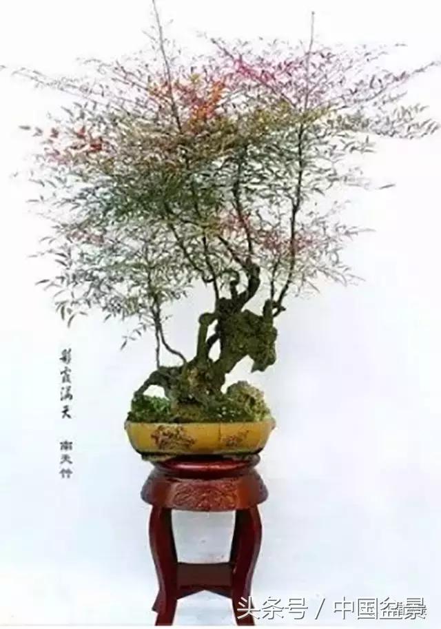 南天竹盆景欣赏与养护