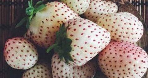 菠萝莓如何种植 菠萝莓的种植技巧