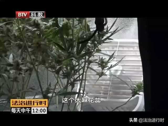 北京一男子居然在家种大麻，自产自吸