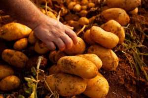 种植马铃薯视频(土豆“懒汉”栽培法，省事易行，仅需5个步骤，也能种出丰产土豆)