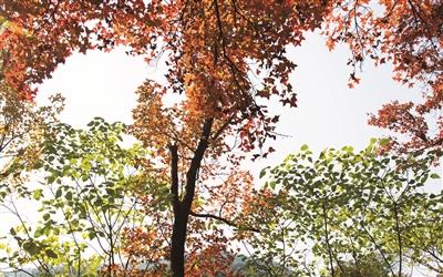 杭州植物园经过三年多调查确定，这20种树和西湖最般配！
