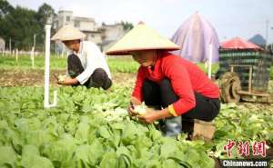 柳州大型蔬菜种植基地(广西柳州万亩蔬菜丰收 菜农忙采摘)