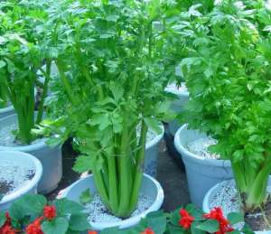 四季小香芹种植技术(盆栽芹菜，4个“小窍门”，长得又绿又肥，四季吃不断)