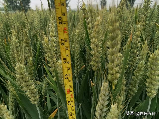 2022年高产小麦品种排行榜，这十个小麦品种，表现好产量高