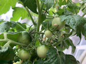 家庭西红柿种植技术(家庭养小番茄，简单“3步”，植株旺盛长得高，果子多很漂亮)