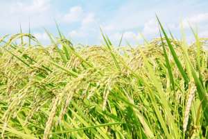 亚洲水稻种植业(谷物：亚洲水稻产量急转直下后扩大种植)