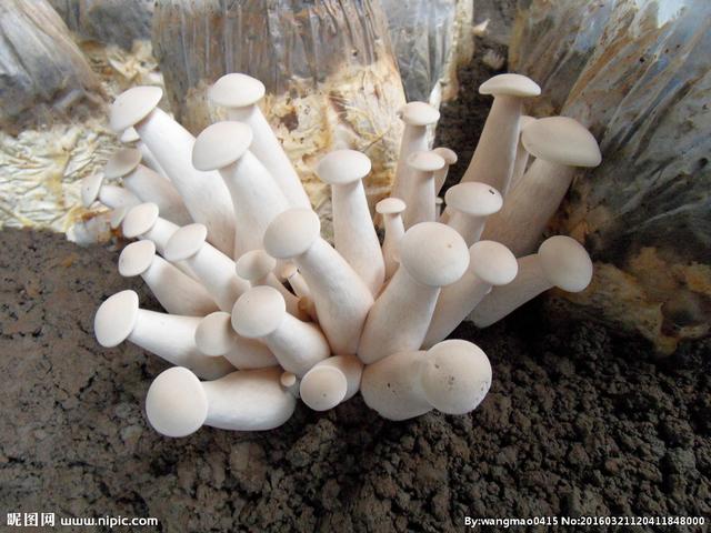菌业“土博士”帮你整理了金福菇常用培养料配方！快来看看吧！