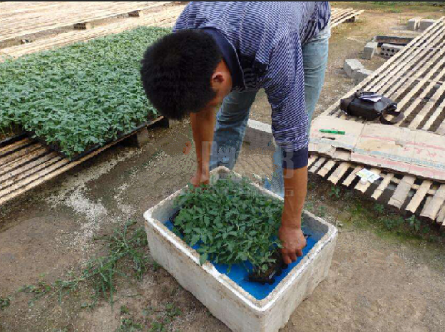 温室大棚蔬菜种植，做好定植细节管理，为后期高产打好基础