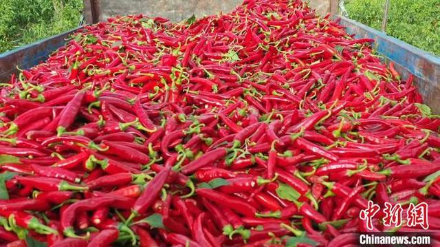 内蒙古开鲁60万亩红辣椒丰收 “火红”产业带来红火生活