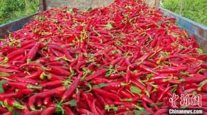 产地 种植(内蒙古开鲁60万亩红辣椒丰收 “火红”产业带来红火生活)