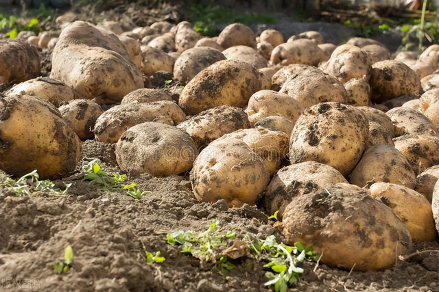 土豆“懒汉”栽培法，省事易行，仅需5个步骤，也能种出丰产土豆