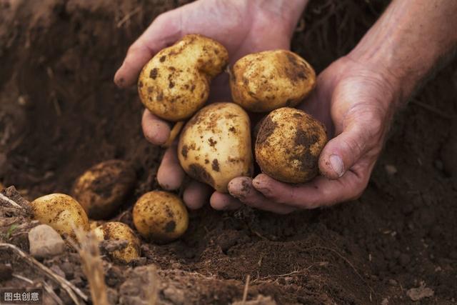 农民种植马铃薯，想要获得高产量，这几个方面要做好！