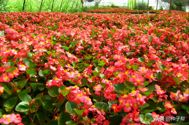 四季海棠的栽培技术，养护好，一年四季都可开花
