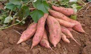 红薯每亩种植多少棵(一亩地产多少斤红薯，目前经济效益多少)