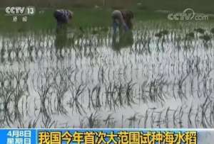 种植海水稻(袁隆平改良的海水稻海南种植成功，亿亩能多养活8000万人)